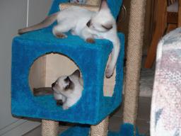kittens - 071007 13